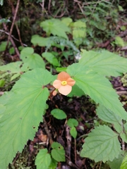 Begonia sutherlandii