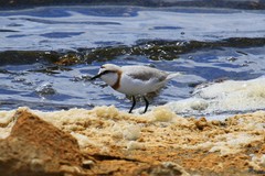 Charadrius pallidus