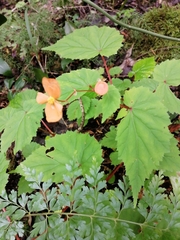 Begonia sutherlandii