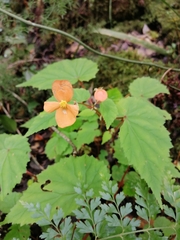 Begonia sutherlandii