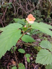 Begonia sutherlandii
