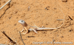 Chalarodon madagascariensis