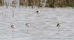 Himantopus himantopus