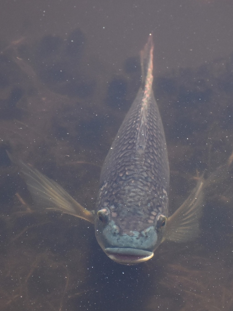 Blue Tilapia from Gulfport, FL, USA on February 17, 2017 at 0235 PM by