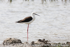 Himantopus himantopus