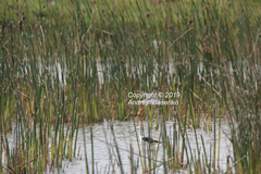 Schoenoplectus scirpoides