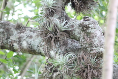 Tillandsia recurvifolia