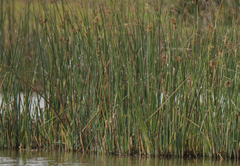 Schoenoplectus scirpoides