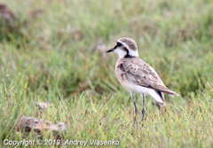 Charadrius pecuarius