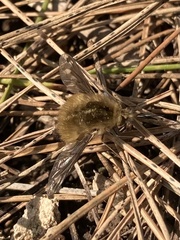 Bombylius fimbriatus