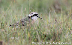 Charadrius pecuarius