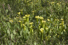 Sarracenia flava