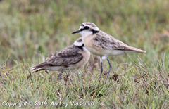 Charadrius pecuarius