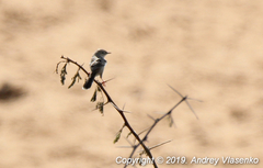 Cisticola cherina