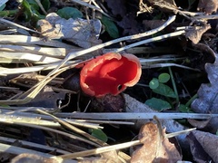 Sarcoscypha