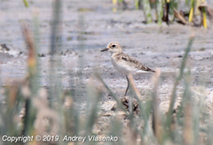 Charadrius pecuarius