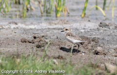 Charadrius pecuarius