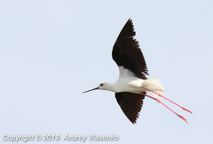 Himantopus himantopus