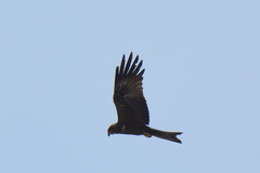 Milvus migrans govinda