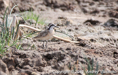 Charadrius pecuarius