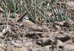 Charadrius pecuarius