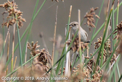 Acrocephalus newtoni