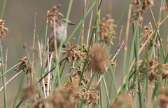 Acrocephalus newtoni