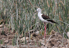 Himantopus himantopus