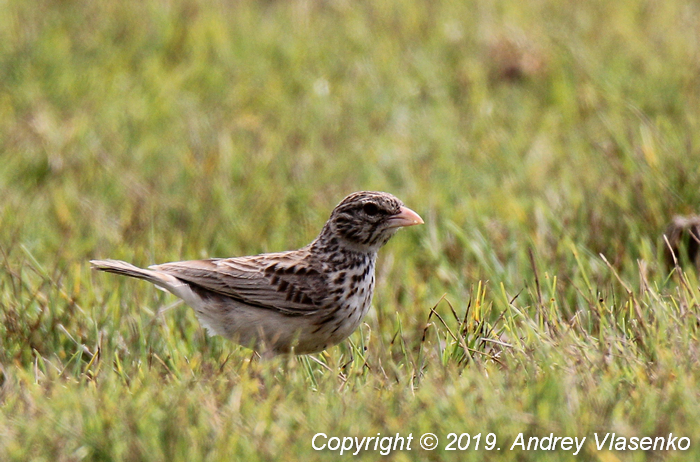 Madagascar Lark (Eremopterix hova) photo