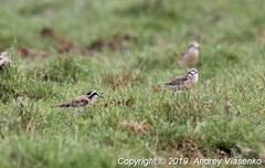 Charadrius pecuarius