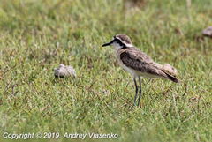 Charadrius pecuarius