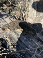 Ganoderma martinicense