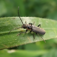 Cantharis instabilis