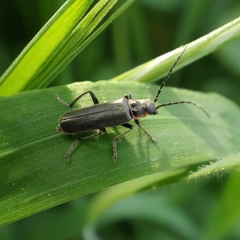 Cantharis instabilis