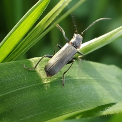 Cantharis instabilis