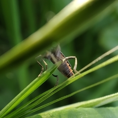 Cantharis instabilis
