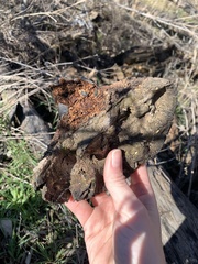 Ganoderma martinicense