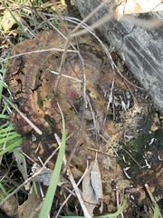 Ganoderma martinicense