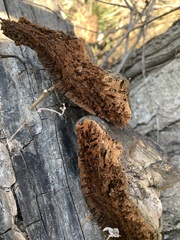 Ganoderma martinicense