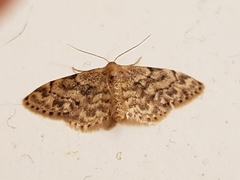 Idaea inquinata