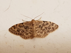 Idaea inquinata
