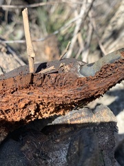 Ganoderma martinicense