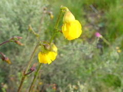 Hermannia confusa