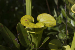 Sarracenia flava