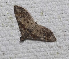 Mnesiloba eupitheciata