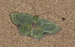 Metallochlora lineata