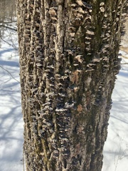 Cerrena unicolor irpicoides