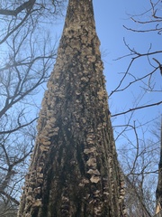 Cerrena unicolor irpicoides