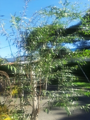 Blepharocalyx salicifolius