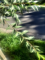 Blepharocalyx salicifolius